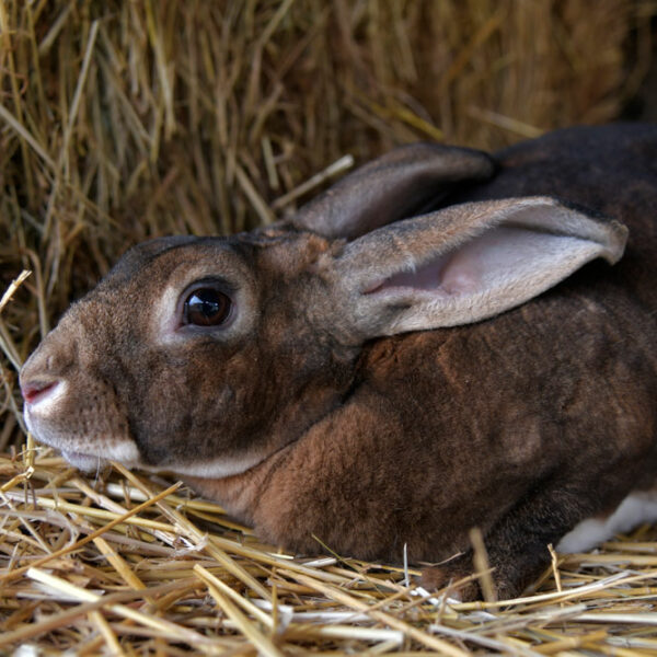 producteurs locaux flavigny