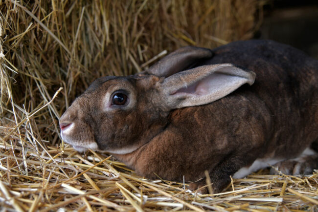 producteurs locaux flavigny