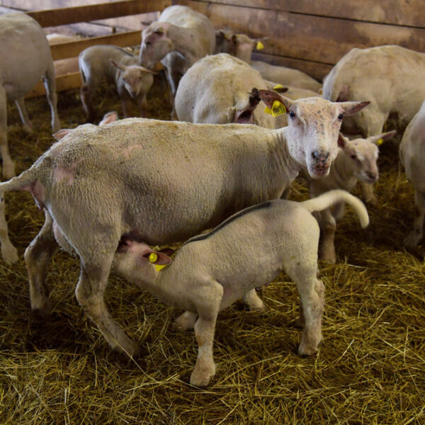 La Grange Flavigny sur Ozerain