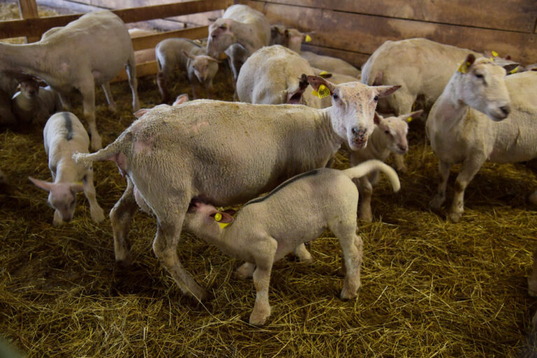 La Grange Flavigny sur Ozerain