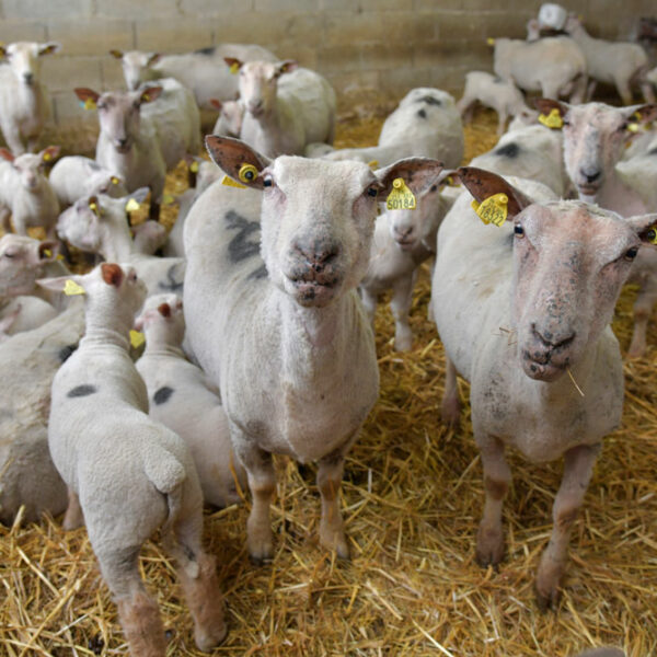 La Grange Flavigny sur Ozerain