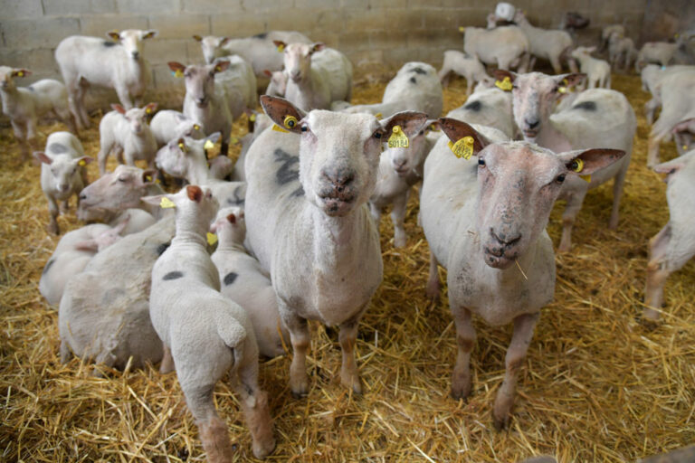 La Grange Flavigny sur Ozerain