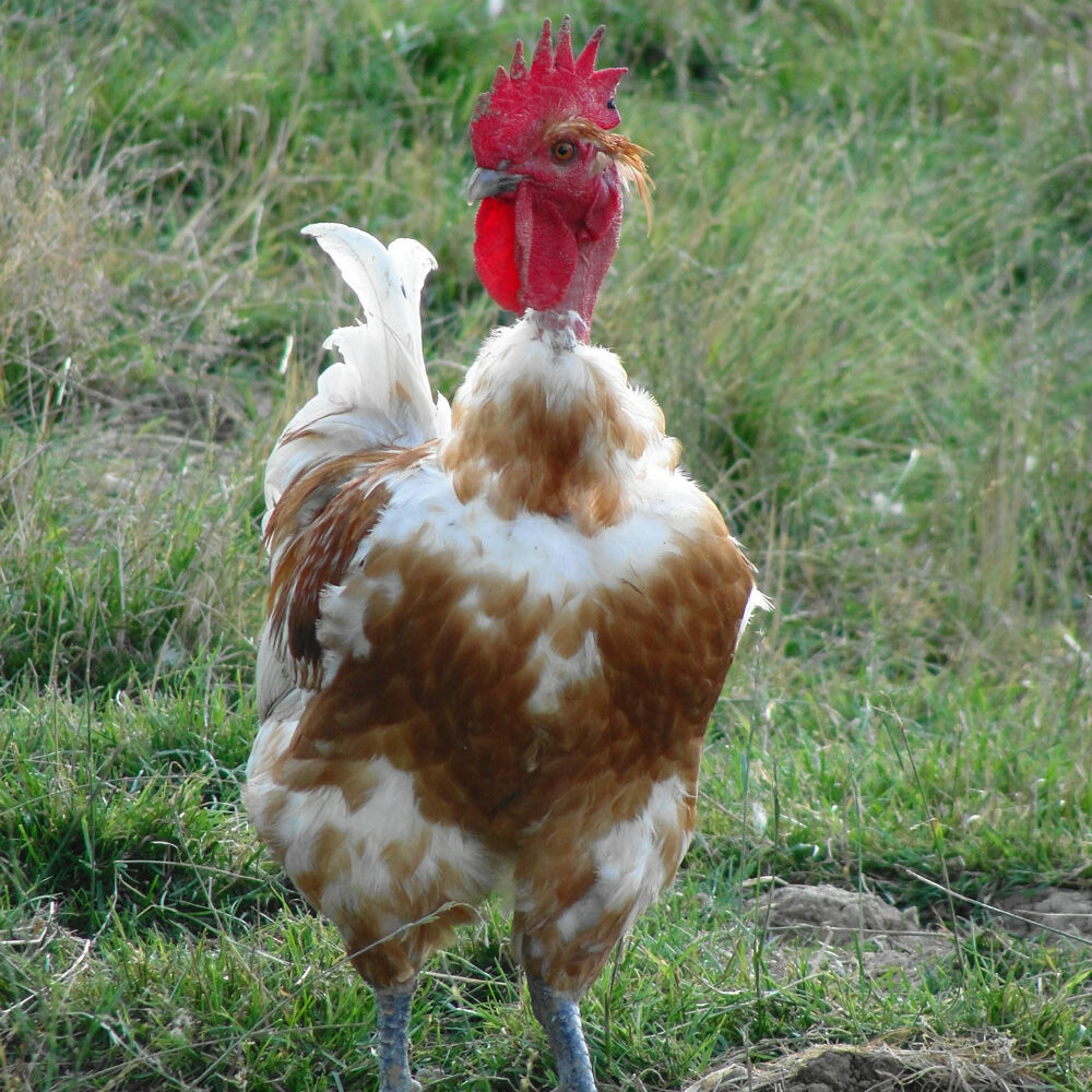 restaurant terroir flavigny