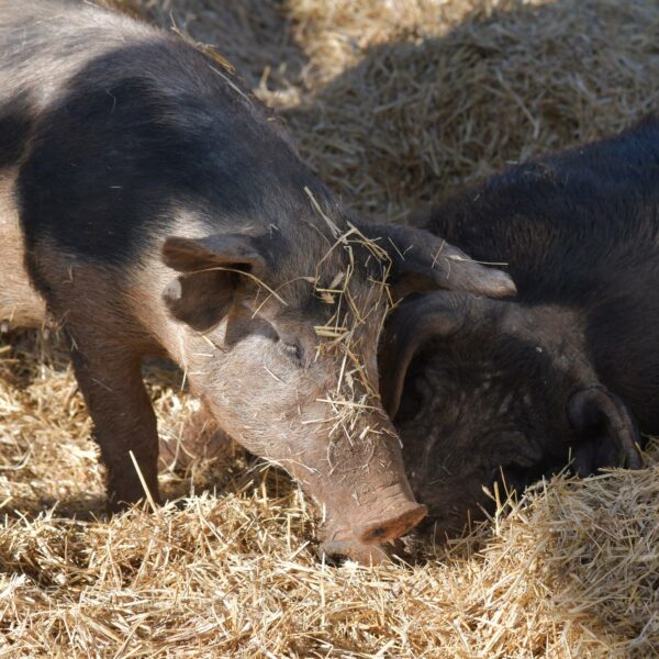 Ferme auberge flavigny