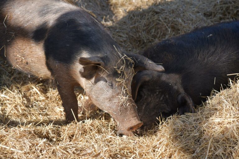 Ferme auberge flavigny